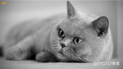 R语言EBImage包读取、写入、处理和分析图像处理